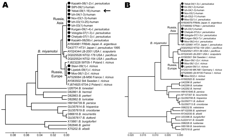 Phylogenetic tree of Borrelia spp. detected in persons and ticks, based on flagellin gene fragment (A) and16S rRNA gene fragment (B). 